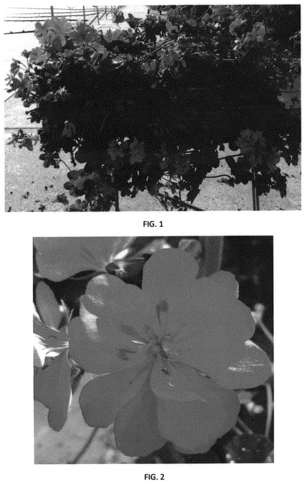 Figure 1 of US plant patent PP32125, the photograph of PEQZ0062 printed in the patent.