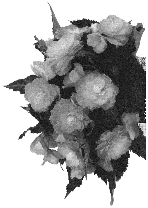 Figure 1 of US plant patent PP32126, the photograph of Dobegicposunris printed in the patent.
