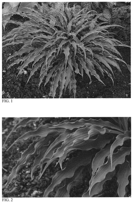 Figure 1 of US plant patent PP32127, the photograph of Silly String printed in the patent.