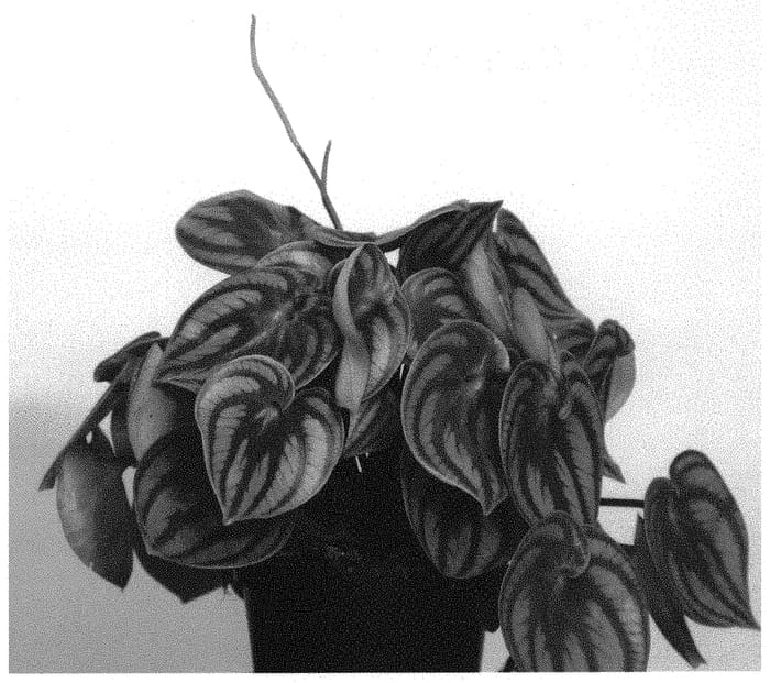 Figure 1 of US plant patent PP32128, the photograph of Costa Rica printed in the patent.