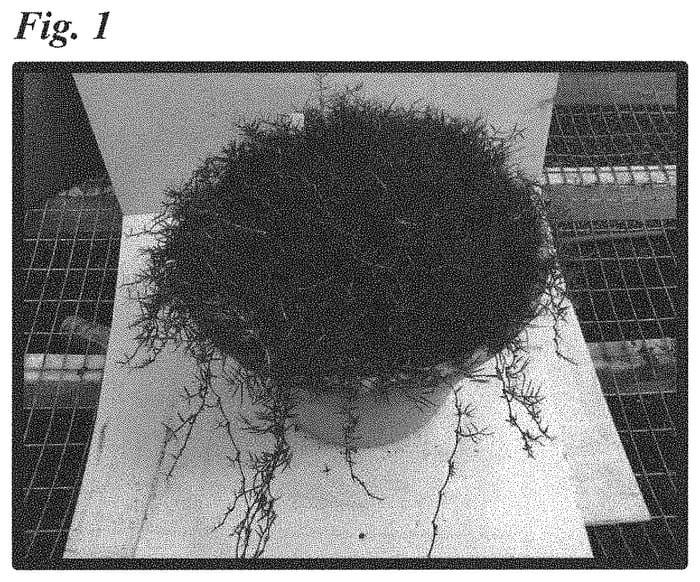 Figure 1 of US plant patent PP32129, the photograph of JSC 2-21-1 printed in the patent.