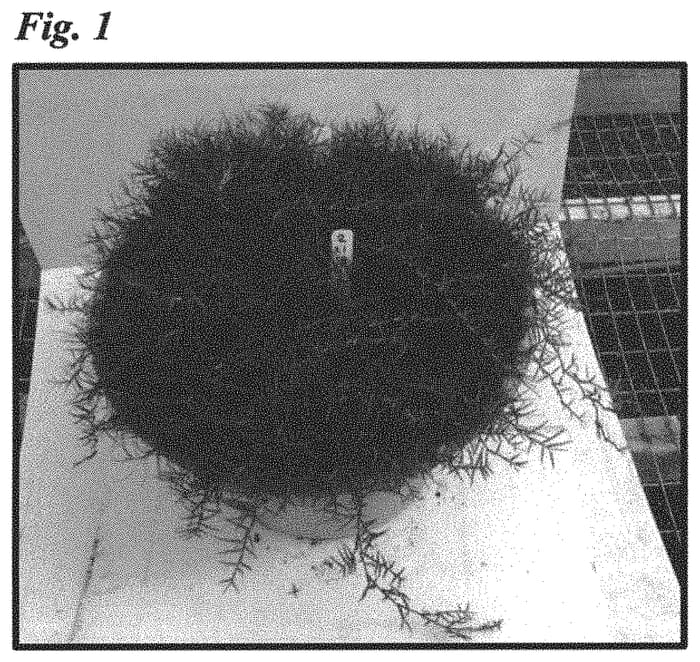 Figure 1 of US plant patent PP32130, the photograph of JSC 2-21-18 printed in the patent.