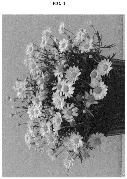 Figure 1 of US plant patent PP32131, the photograph of Bonmad 1498 printed in the patent.