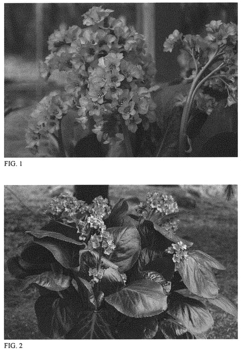 Figure 1 of US plant patent PP32132, the photograph of Miss Piggy printed in the patent.