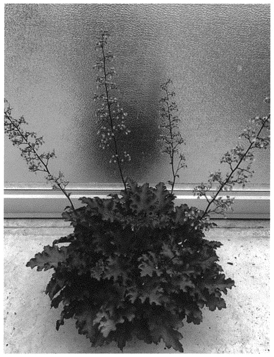 Figure 1 of US plant patent PP32133, the photograph of IFHEORR printed in the patent.