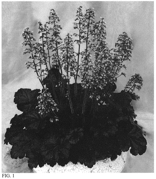 Figure 1 of US plant patent PP32134, the photograph of Timeless Night printed in the patent.