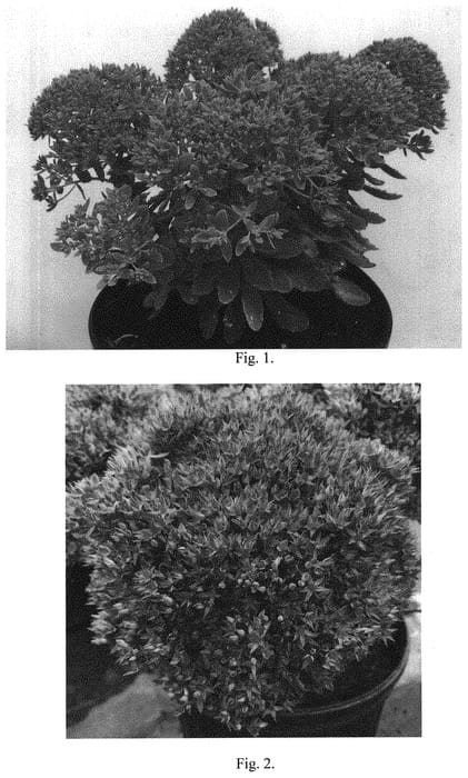 Figure 1 of US plant patent PP32135, the photograph of Lime Joy printed in the patent.