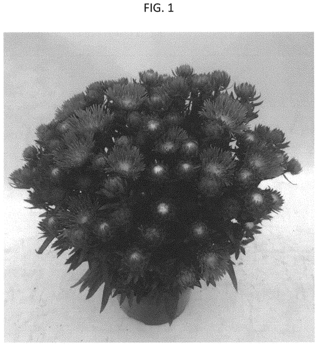 Figure 1 of US plant patent PP32136, the photograph of Mini Mels printed in the patent.