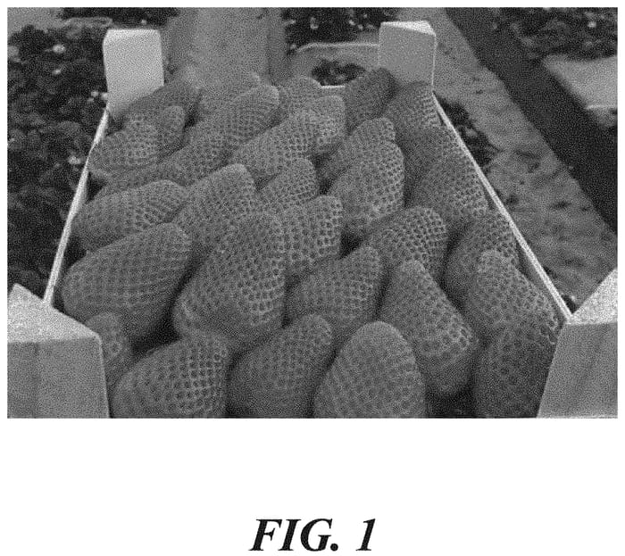 Figure 1 of US plant patent PP32137, the photograph of A13-26 printed in the patent.