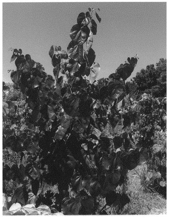 Figure 1 of US plant patent PP32138, the photograph of JN21 printed in the patent.