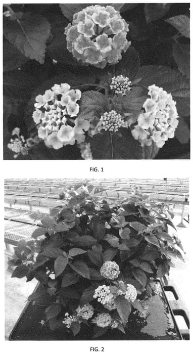 Figure 1 of US plant patent PP32139, the photograph of LANZ0035 printed in the patent.