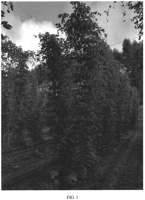 Figure 1 of US plant patent PP32140, the photograph of Furano 1501U Go printed in the patent.