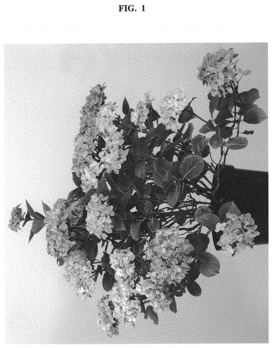 Figure 1 of US plant patent PP32141, the photograph of Hokomagrejo printed in the patent.