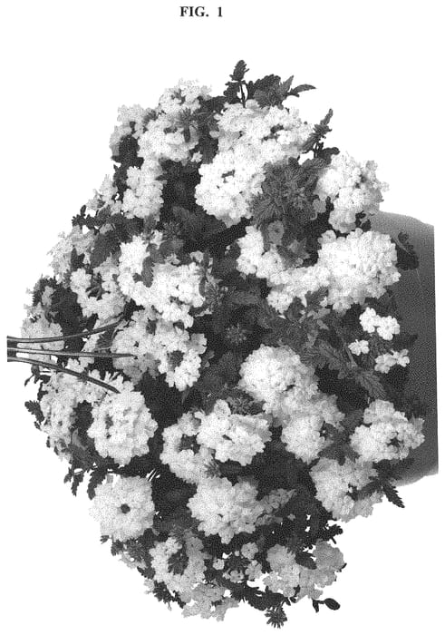 Figure 1 of US plant patent PP32143, the photograph of Doverbempsuwhit 19 printed in the patent.