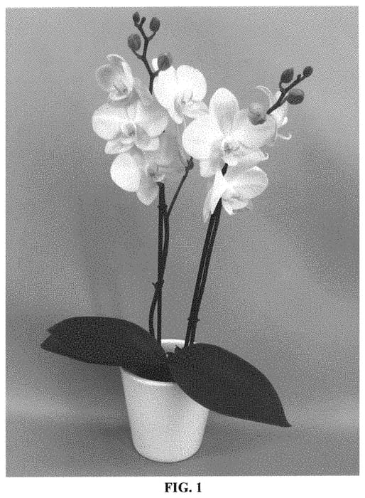 Figure 1 of US plant patent PP32144, the photograph of PHALGAPVAL printed in the patent.