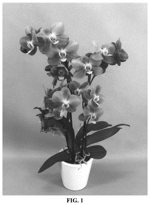 Figure 1 of US plant patent PP32145, the photograph of PHALGUAJO printed in the patent.