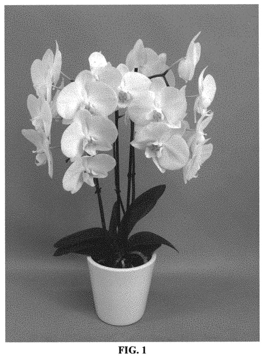 Figure 1 of US plant patent PP32146, the photograph of PHALHADOT printed in the patent.