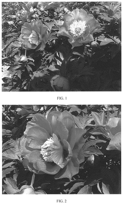 Figure 1 of US plant patent PP32147, the photograph of RTPIV 789-03 printed in the patent.