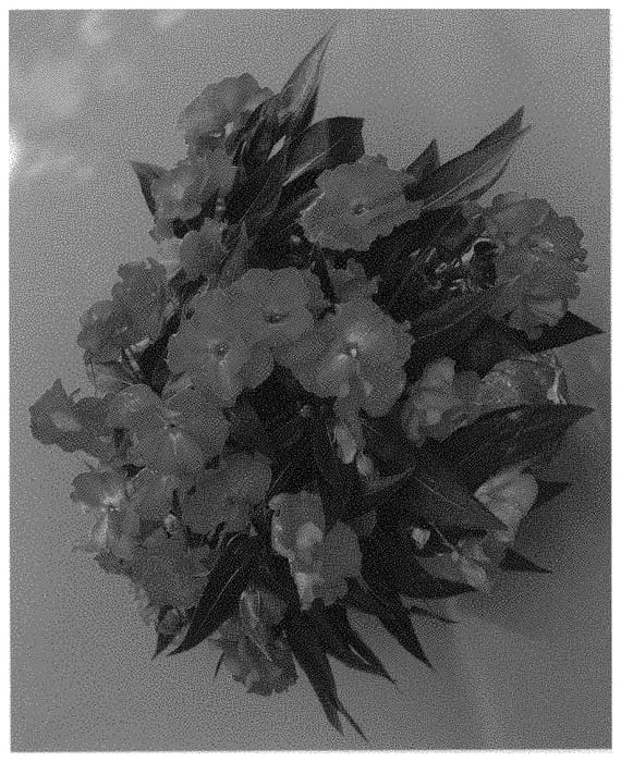 Figure 1 of US plant patent PP32148, the photograph of Dongimprolhopin printed in the patent.
