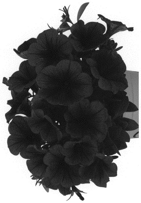 Figure 1 of US plant patent PP32149, the photograph of Dopetpotupurp 19 printed in the patent.