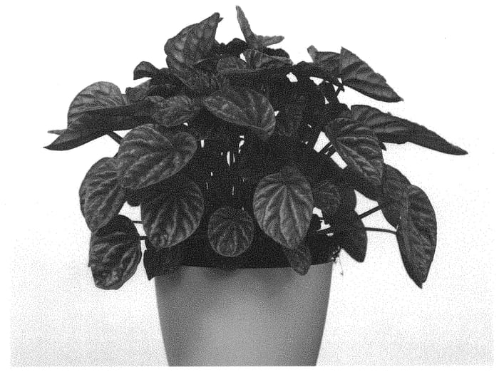 Figure 1 of US plant patent PP32150, the photograph of Quito printed in the patent.
