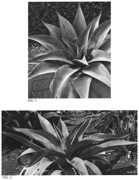 Figure 1 of US plant patent PP32151, the photograph of Aztec King printed in the patent.