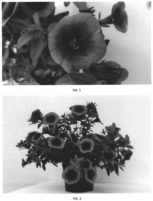 Figure 1 of US plant patent PP32152, the photograph of CBRZ0029 printed in the patent.