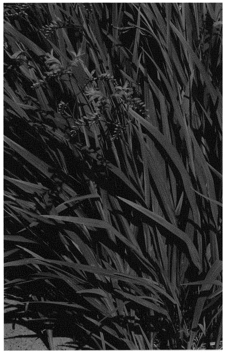 Figure 1 of US plant patent PP32153, the photograph of Fire Starter printed in the patent.