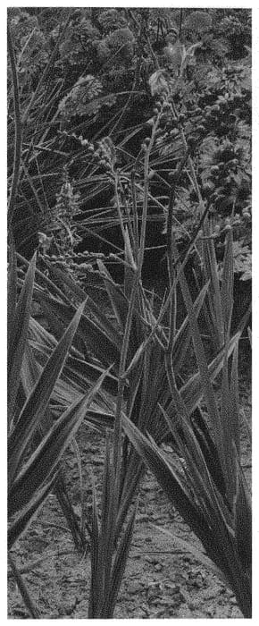 Figure 1 of US plant patent PP32154, the photograph of Scorchio printed in the patent.