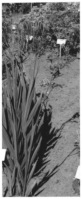 Figure 1 of US plant patent PP32155, the photograph of Lava printed in the patent.