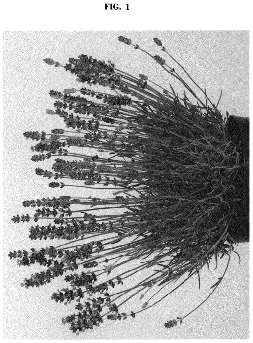 Figure 1 of US plant patent PP32156, the photograph of sako1644 printed in the patent.