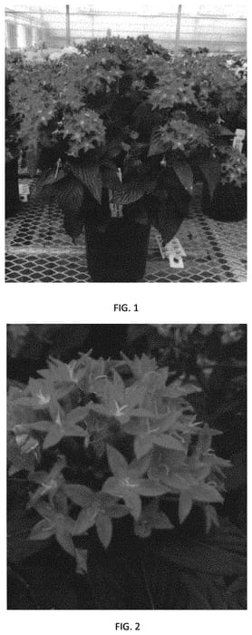 Figure 1 of US plant patent PP32157, the photograph of PEZZ0012 printed in the patent.