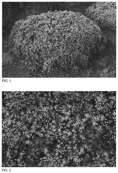 Figure 1 of US plant patent PP32158, the photograph of Yellow Brick Road printed in the patent.