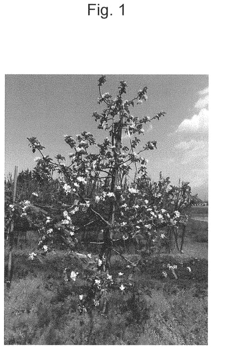 Figure 1 of US plant patent PP32159, the photograph of TAKANO 7GO printed in the patent.