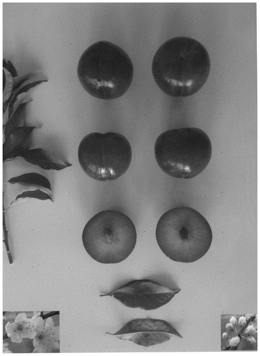 Figure 1 of US plant patent PP32160, the photograph of PLUMCANDY XVII printed in the patent.
