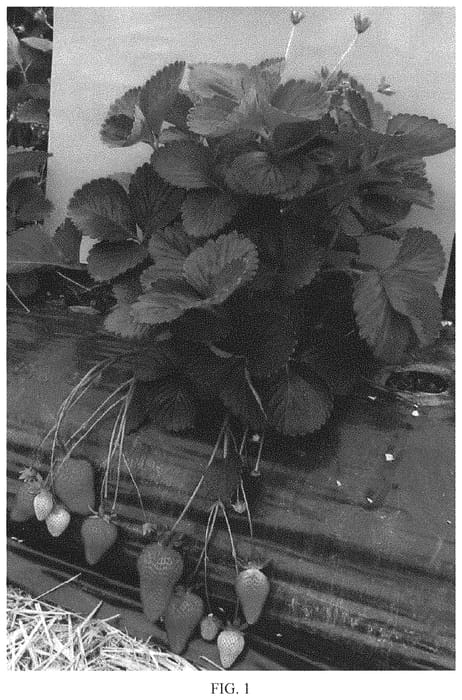 Figure 1 of US plant patent PP32161, the photograph of NSG 207 printed in the patent.