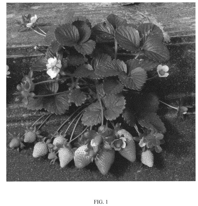 Figure 1 of US plant patent PP32162, the photograph of NSG 203 printed in the patent.