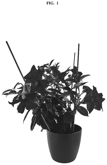 Figure 1 of US plant patent PP32163, the photograph of Inmanbered printed in the patent.