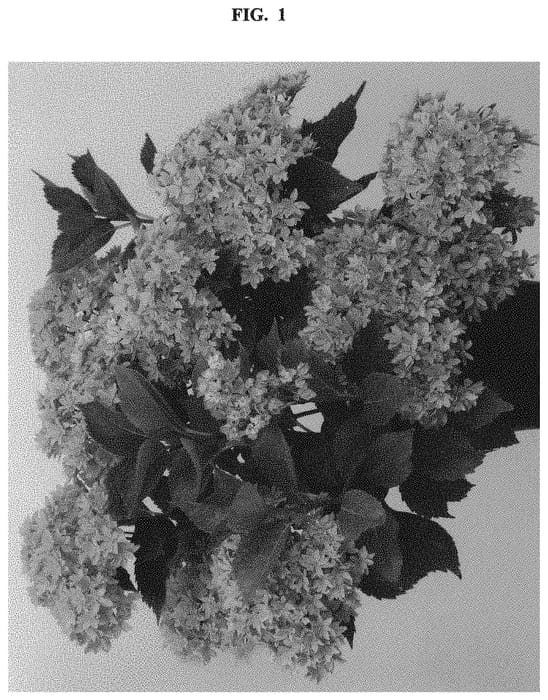 Figure 1 of US plant patent PP32164, the photograph of Hortmafarfa printed in the patent.