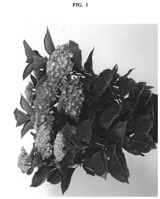 Figure 1 of US plant patent PP32165, the photograph of Hokomagrevo printed in the patent.