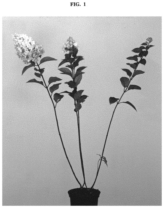 Figure 1 of US plant patent PP32166, the photograph of LC NO3 printed in the patent.