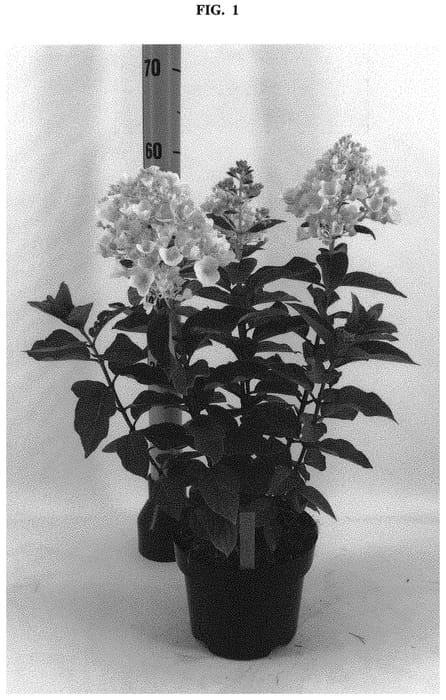 Figure 1 of US plant patent PP32167, the photograph of LC NO5 printed in the patent.