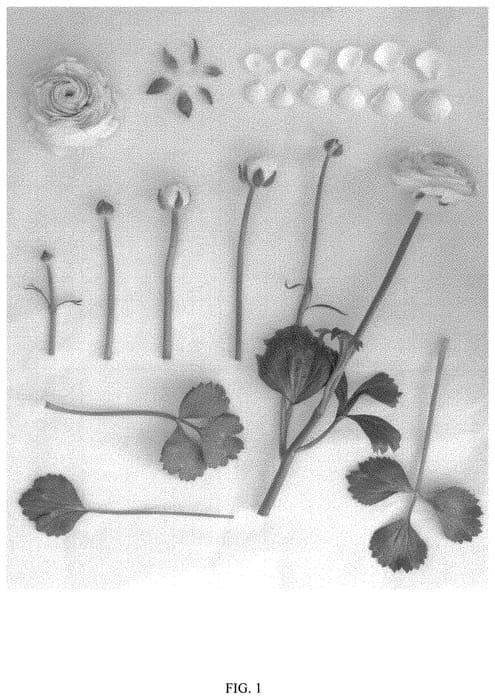 Figure 1 of US plant patent PP32168, the photograph of ABOTSO printed in the patent.