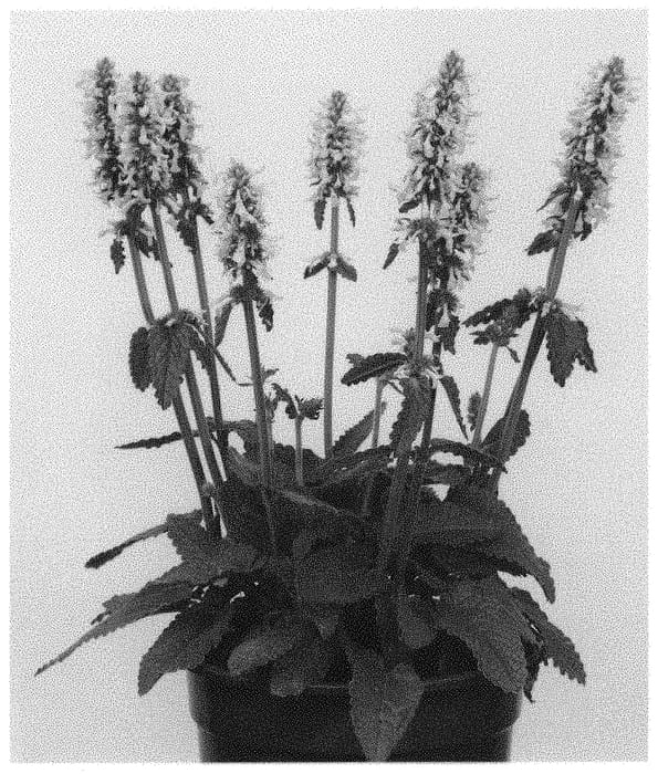 Figure 1 of US plant patent PP32169, the photograph of Summer Sweets printed in the patent.