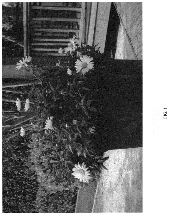 Figure 1 of US plant patent PP32170, the photograph of LBEWH06-0 printed in the patent.