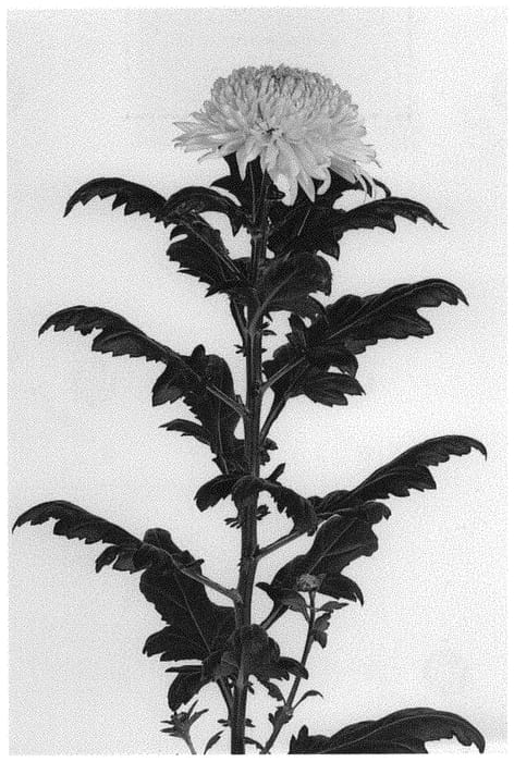 Figure 1 of US plant patent PP32171, the photograph of DLFMGNM2 printed in the patent.