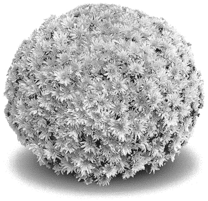 Figure 1 of US plant patent PP32172, the photograph of G20ARL01WH printed in the patent.
