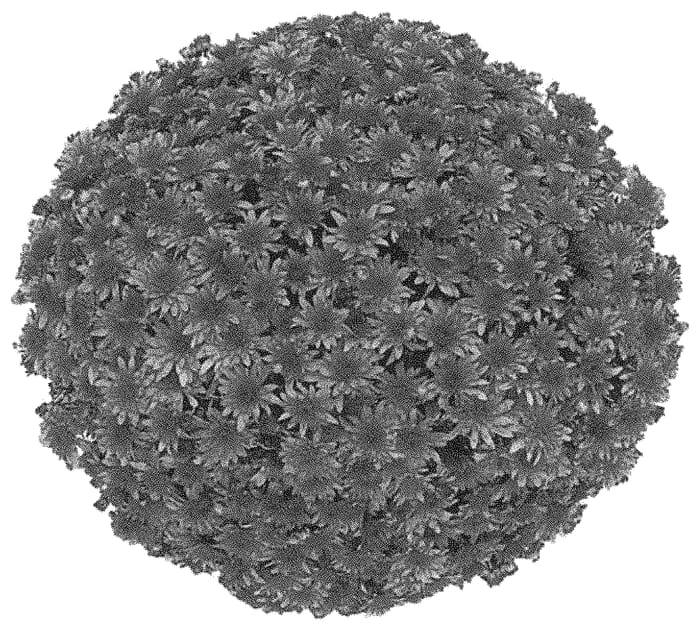 Figure 1 of US plant patent PP32173, the photograph of G20FON14RE printed in the patent.