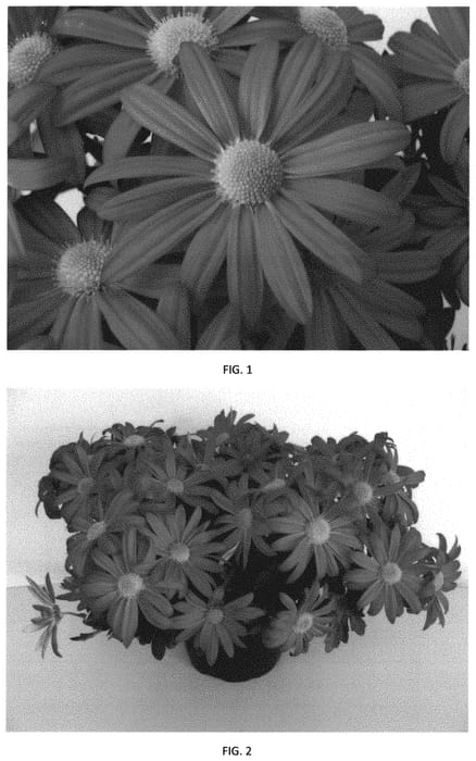 Figure 1 of US plant patent PP32174, the photograph of CIDZ0096 printed in the patent.