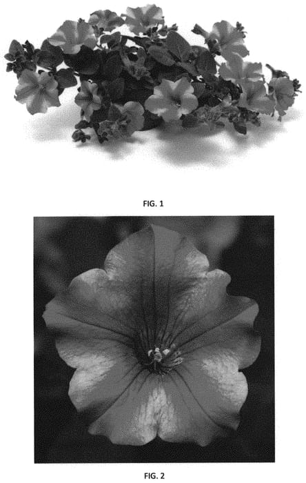 Figure 1 of US plant patent PP32175, the photograph of PEHY0047 printed in the patent.